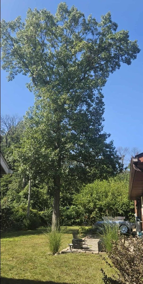 Tree Removal for Highborn Tree Service in Wheatfield, IN
