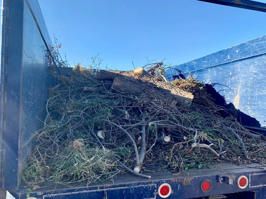 Tree & Shrub Care for Rock Masters Inc. in Evans, CO