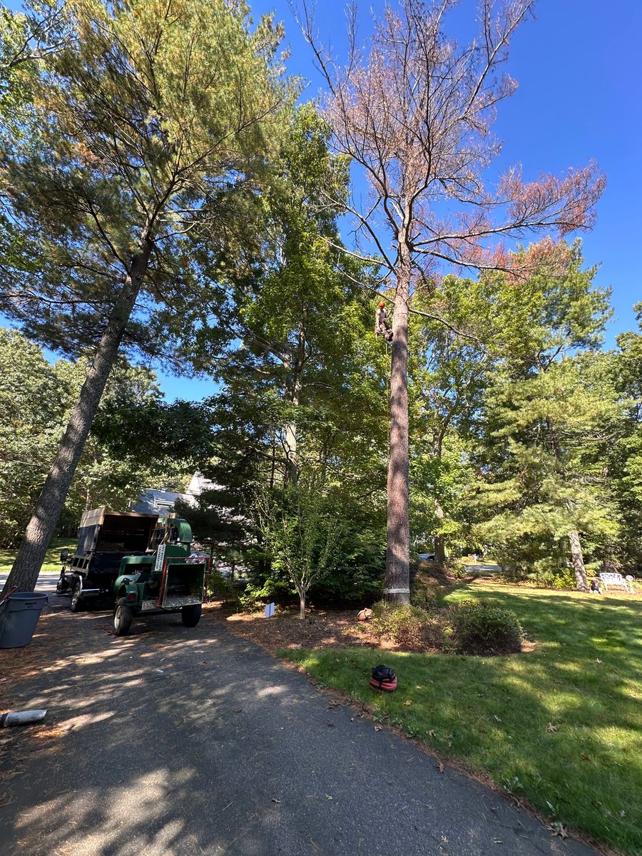 Tree Trimming for Silver City Tree and Landscape in Taunton, MA