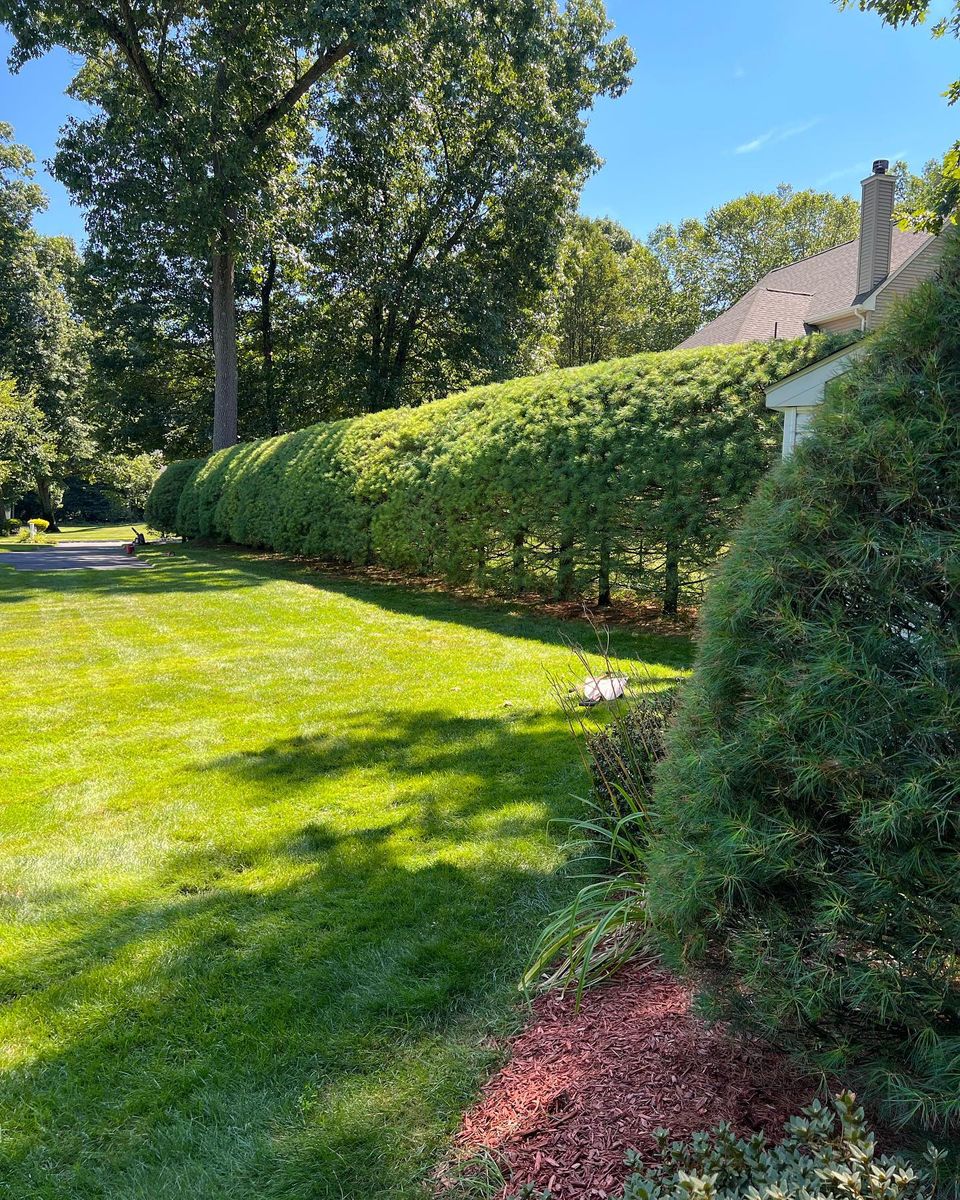 Shrub Trimming for B&L Management LLC in East Windsor, CT