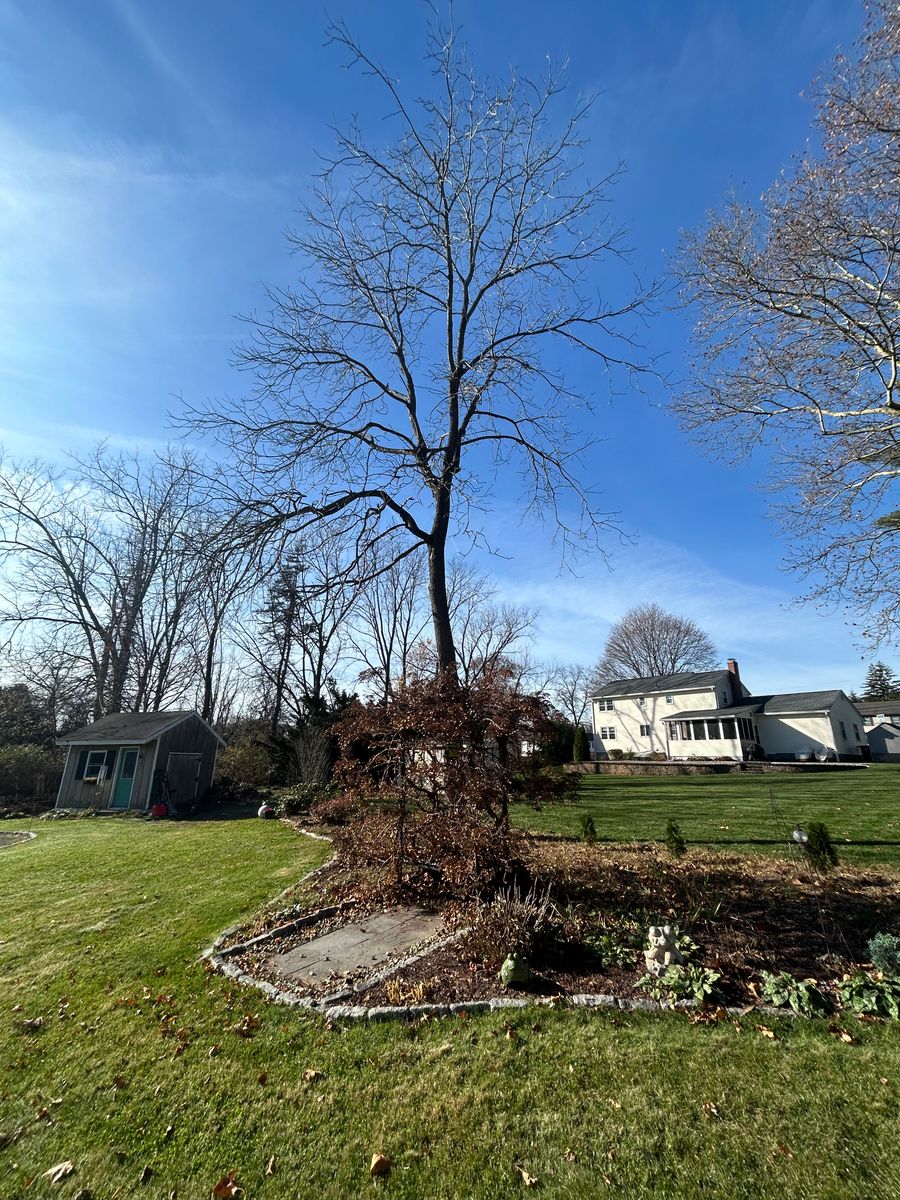 Clean Up for DC TREE in Vernon, CT