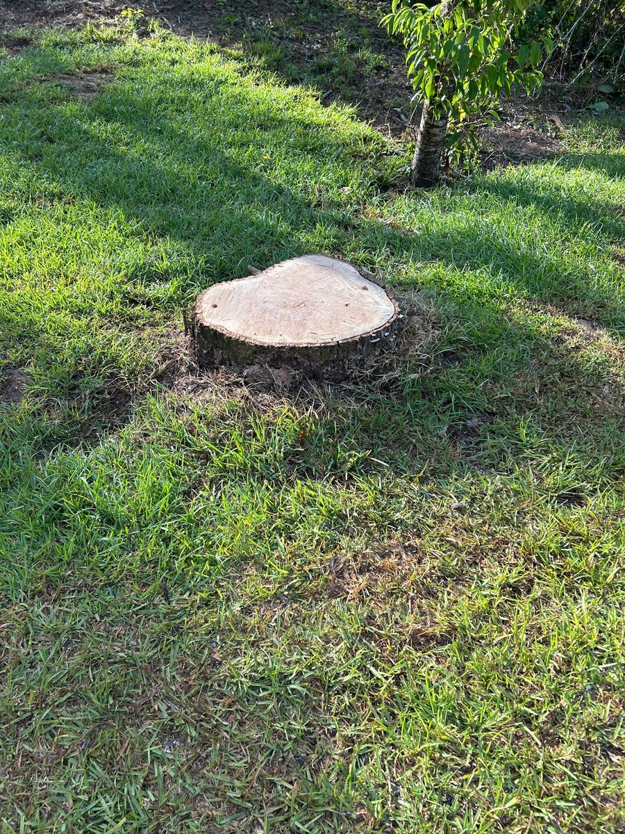 Tree Services for Broadway & McMullen Construction in Hattiesburg, MS