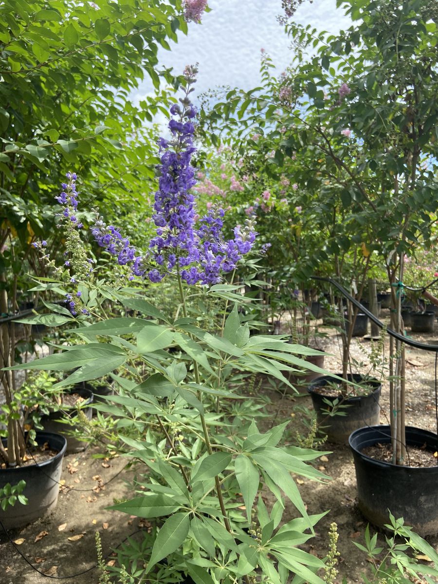 Landscape Installation for Atlas Land Design in Creekside Park, TX