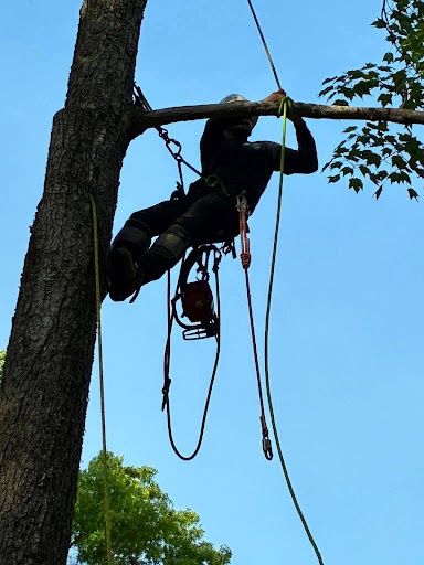 Tree Trimming for Skys The Limit Tree Management in Morehead, KY