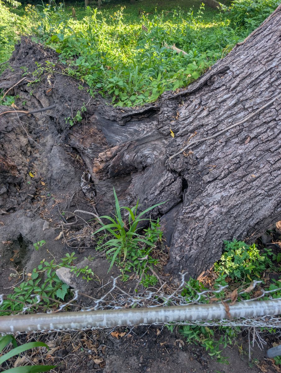 Tree Removal for Mitchell Tree Company in Lathrop, MO