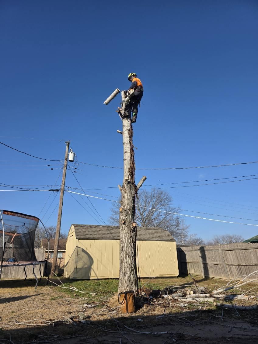 Tree Removal for Oklahoma Tree Guy in Bartlesville, OK