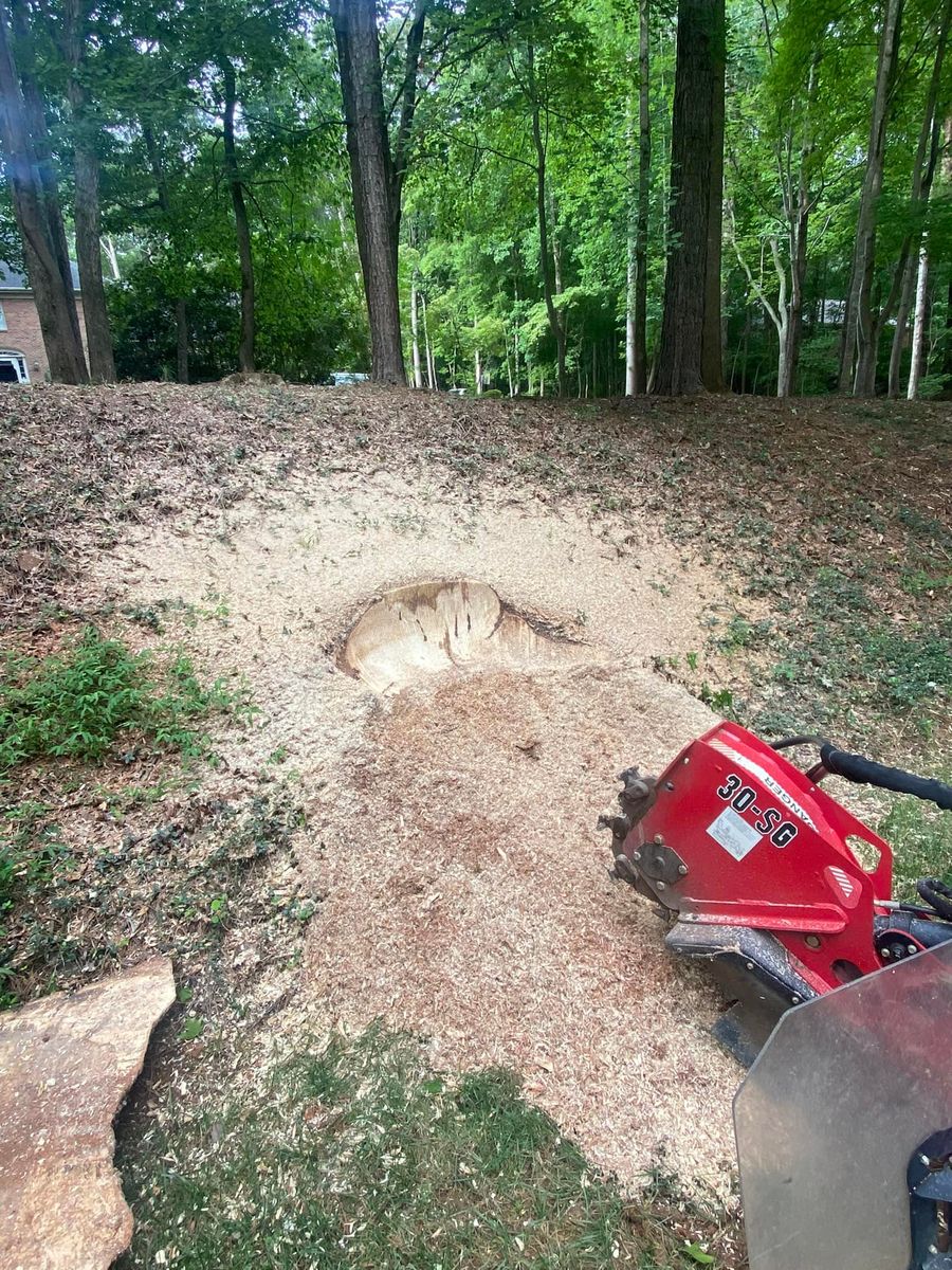 Stump Removal for Pedro's Tree Removal in Charlotte, NC