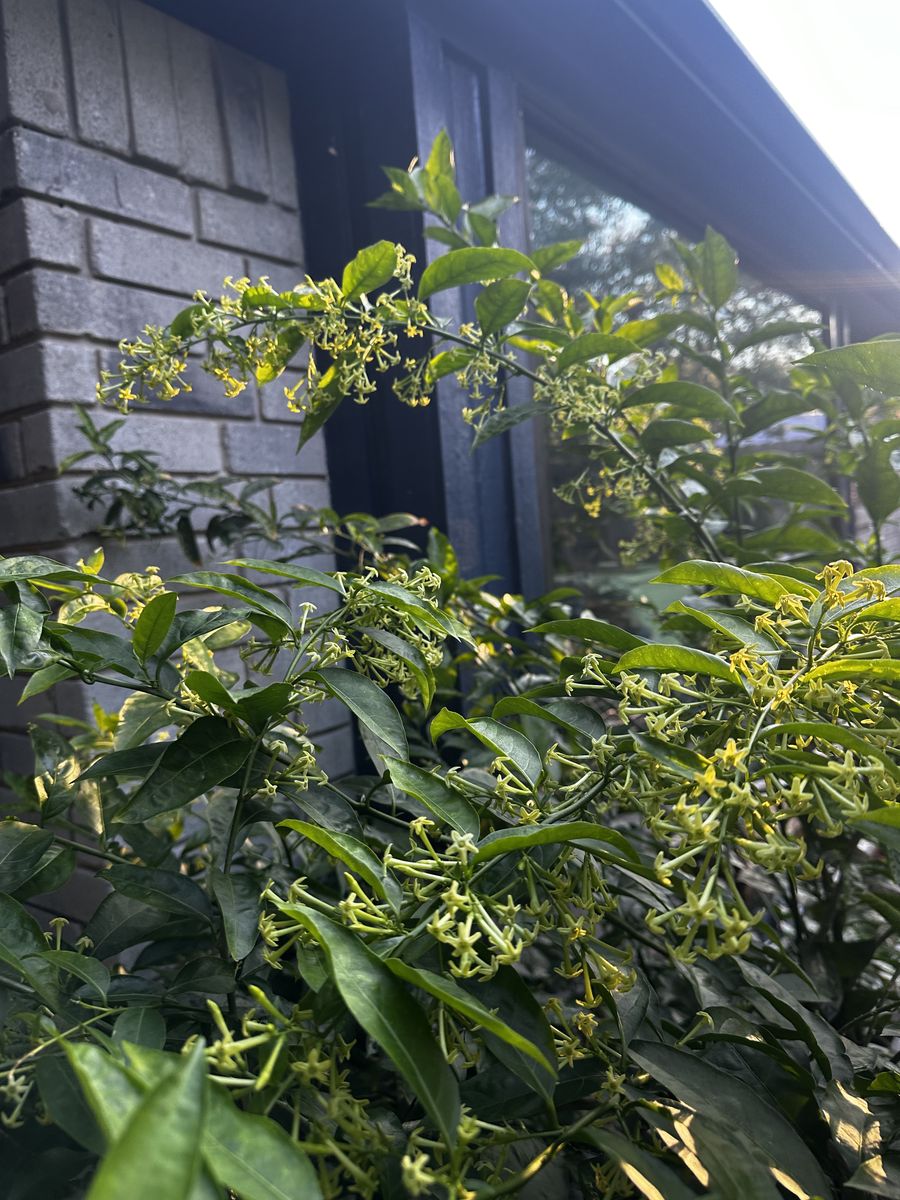 Landscape Installation for Atlas Land Design in Creekside Park, TX
