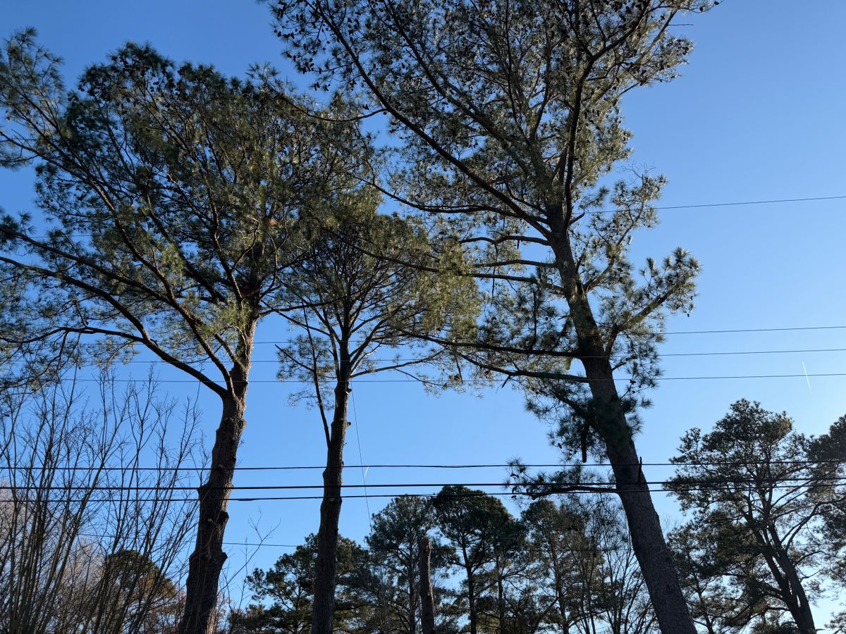 Tree Removal for Tidewater Tree Service in Chesapeake, VA