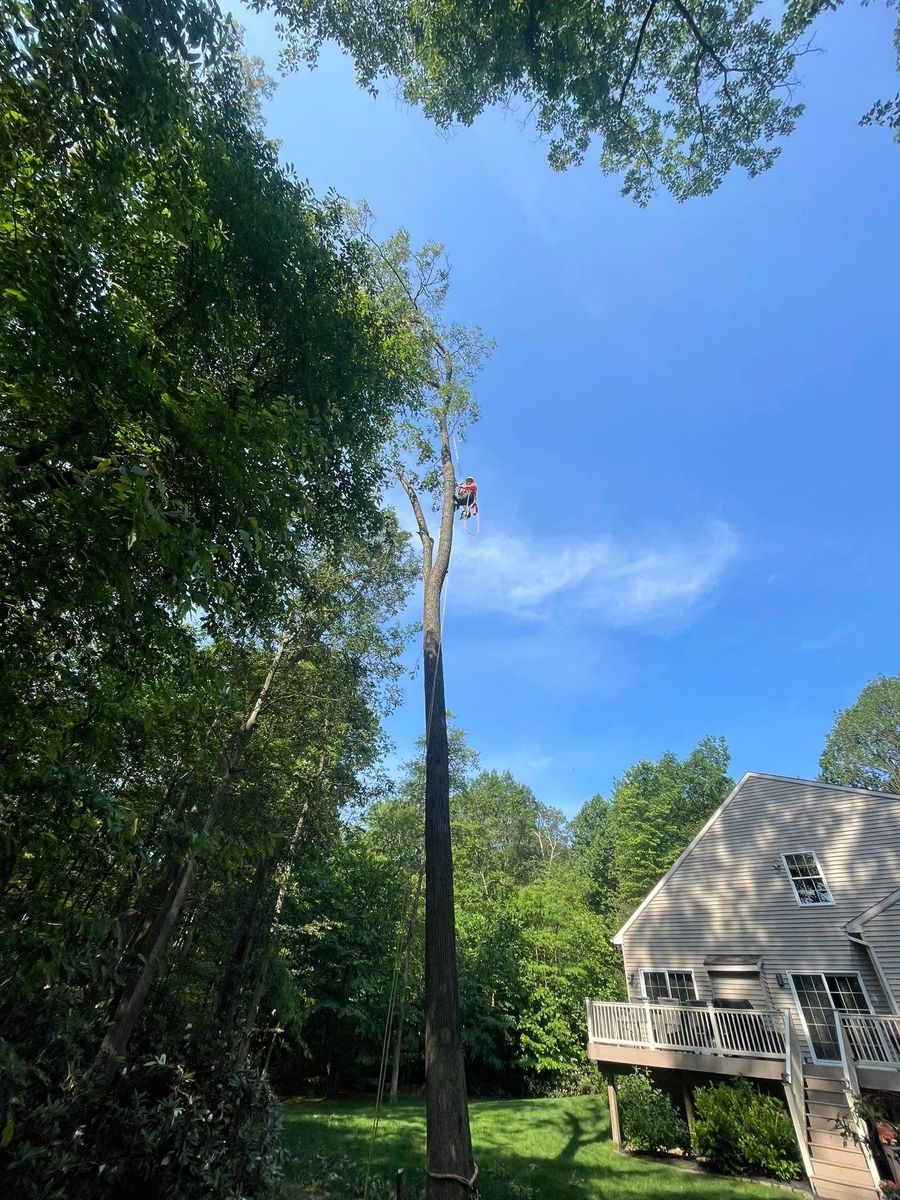 Tree Services for Jonathan A. Henne Property Services. in Hamburg, PA