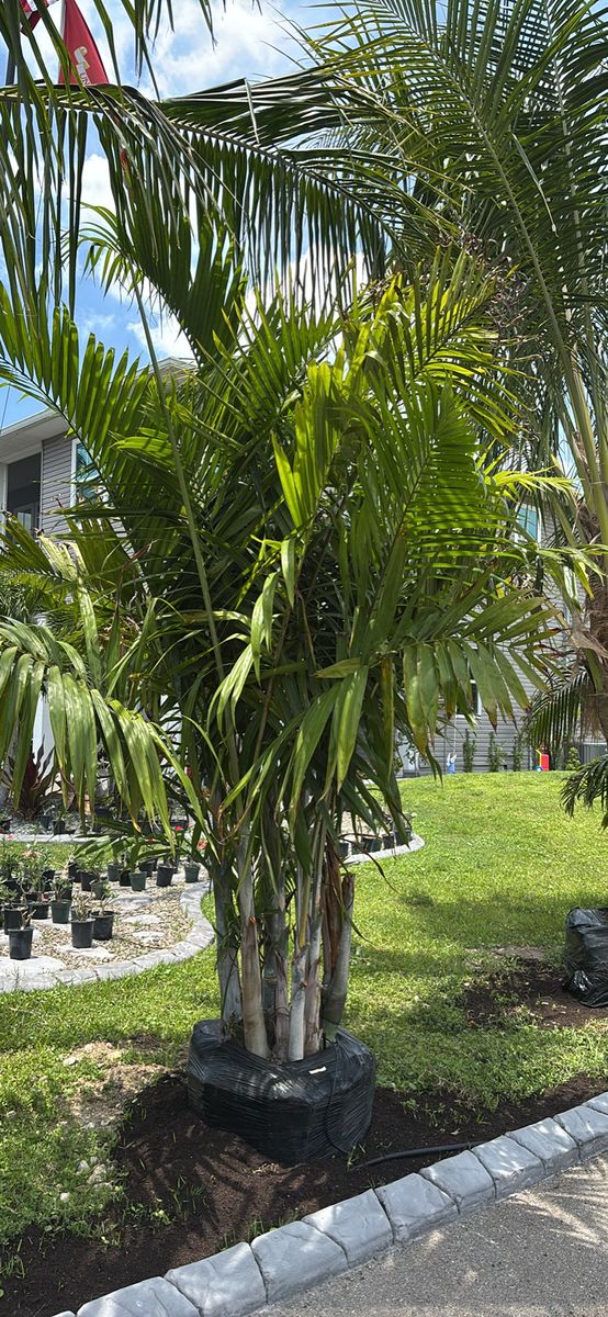 Plant Installation for Lawn Caring Guys in Cape Coral, FL