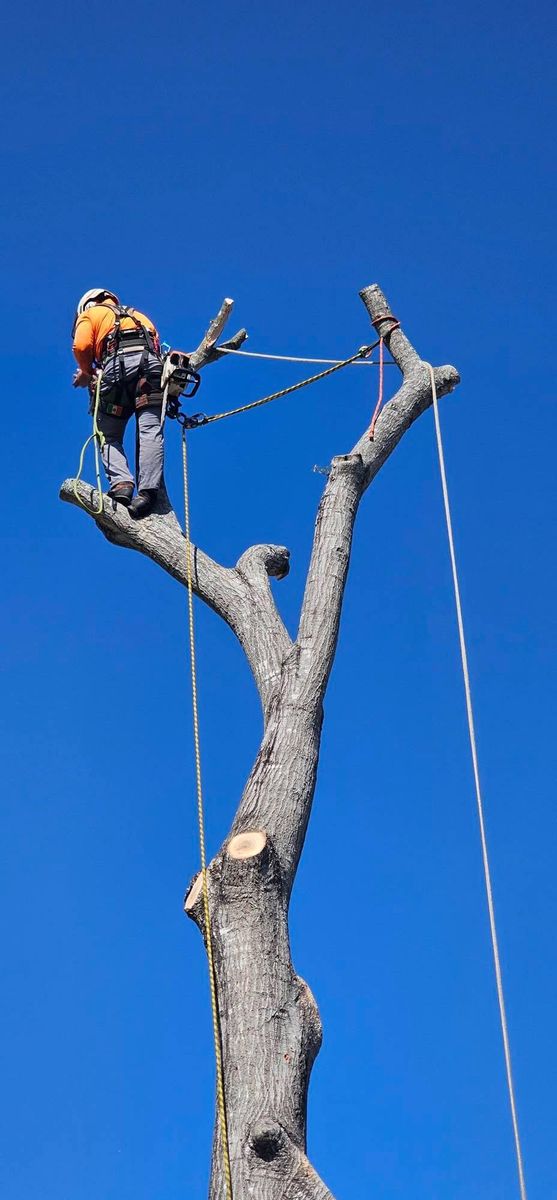 Tree Removal for Servin's Tree Care  in Houston, TX