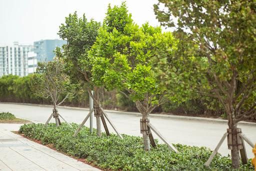 Landscaping for Arazoza Brothers Corporation in Miami, FL