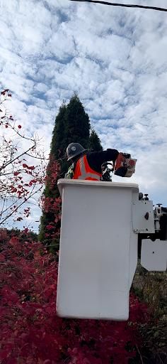 Tree Trimming for Willamette Landscaping & Tree Services in Albany, OR