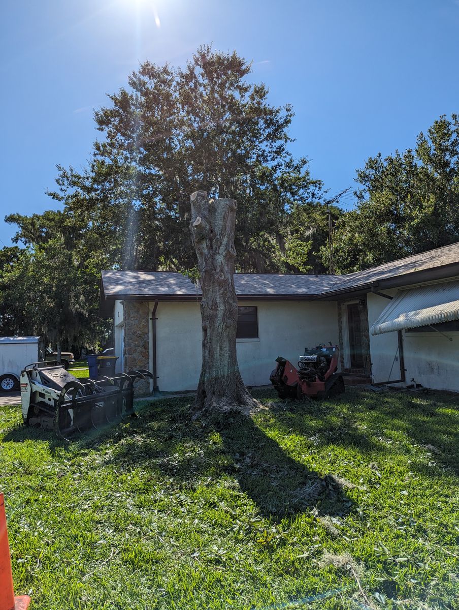Tree Removal for Regal Tree Service and Stump Grinding in Wauchula, FL