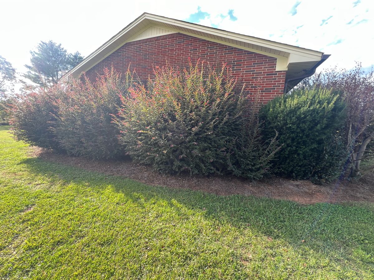 Hedge Trimming for LC Lawn Care & Landscaping in Canon, GA