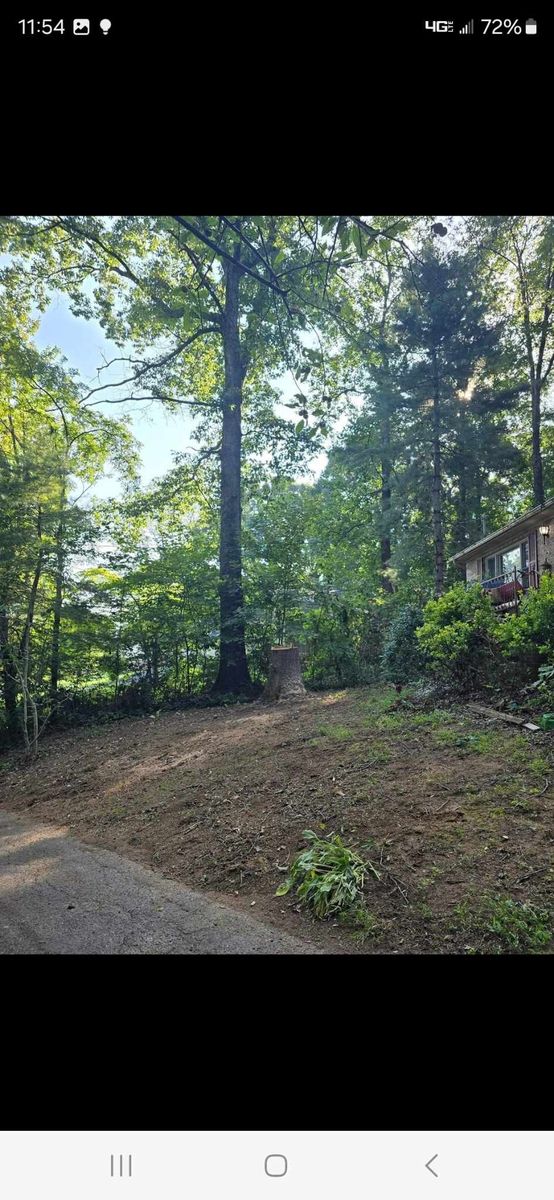 Tree Removal for M&L Lumber and Excavating in Jonesborough, TN