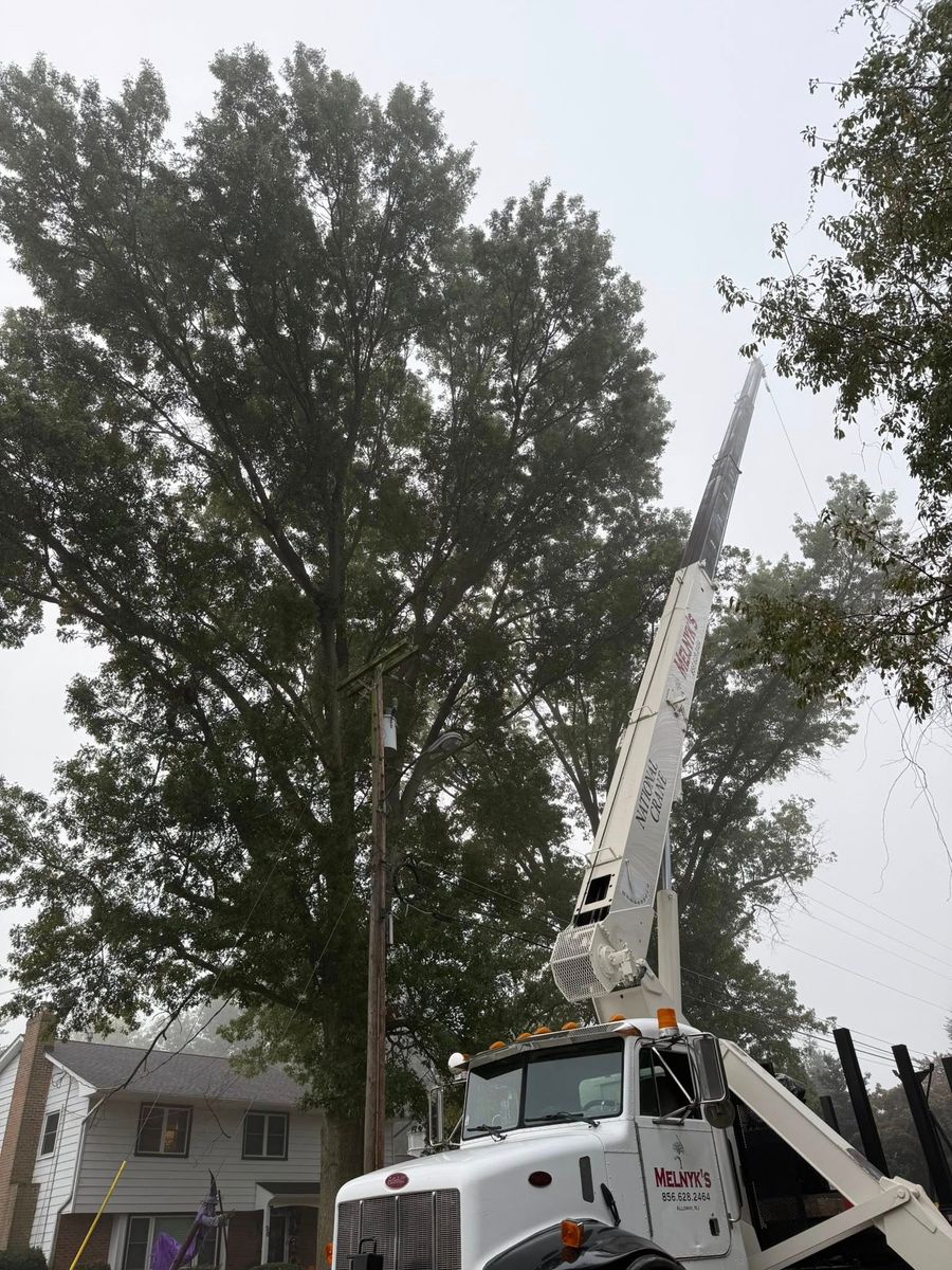 Climbing Services for Melnyk’s Tree Service in Salem County, NJ