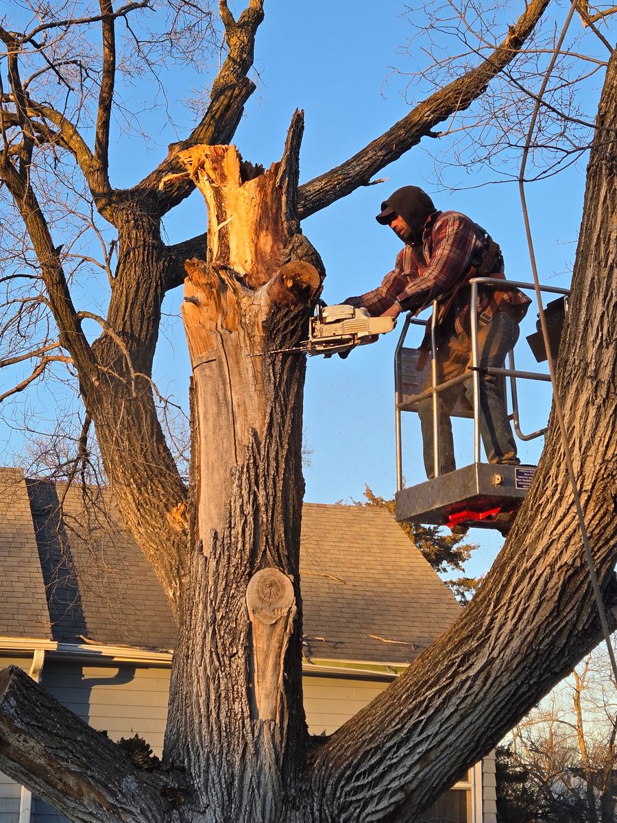 Tree Removal for Lawn Ranger Yard And Tree Service LLC in Ottumwa, IA