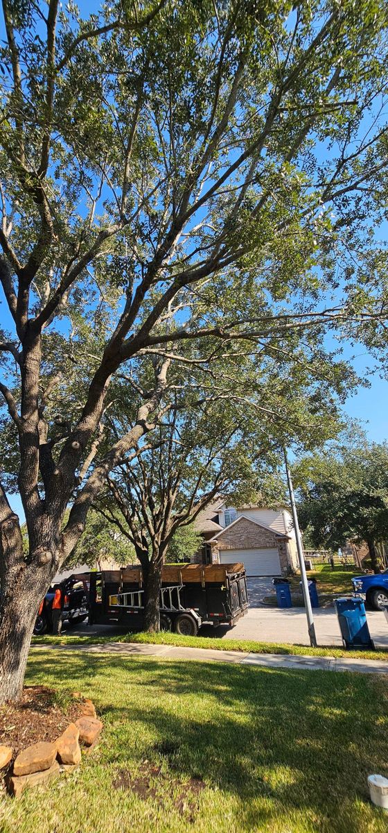 Tree Removal for Servin's Tree Care  in Houston, TX