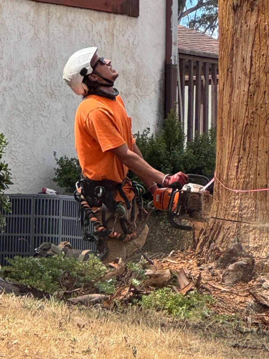 Tree Services for The Tree Fairy in Julian, CA