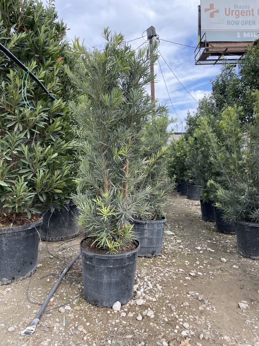 Landscape Installation for Atlas Land Design in Creekside Park, TX