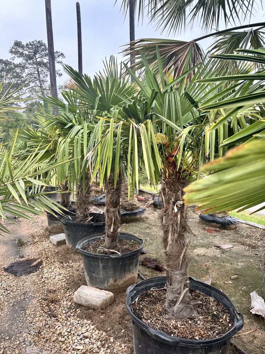 Landscape Installation for Atlas Land Design in Creekside Park, TX