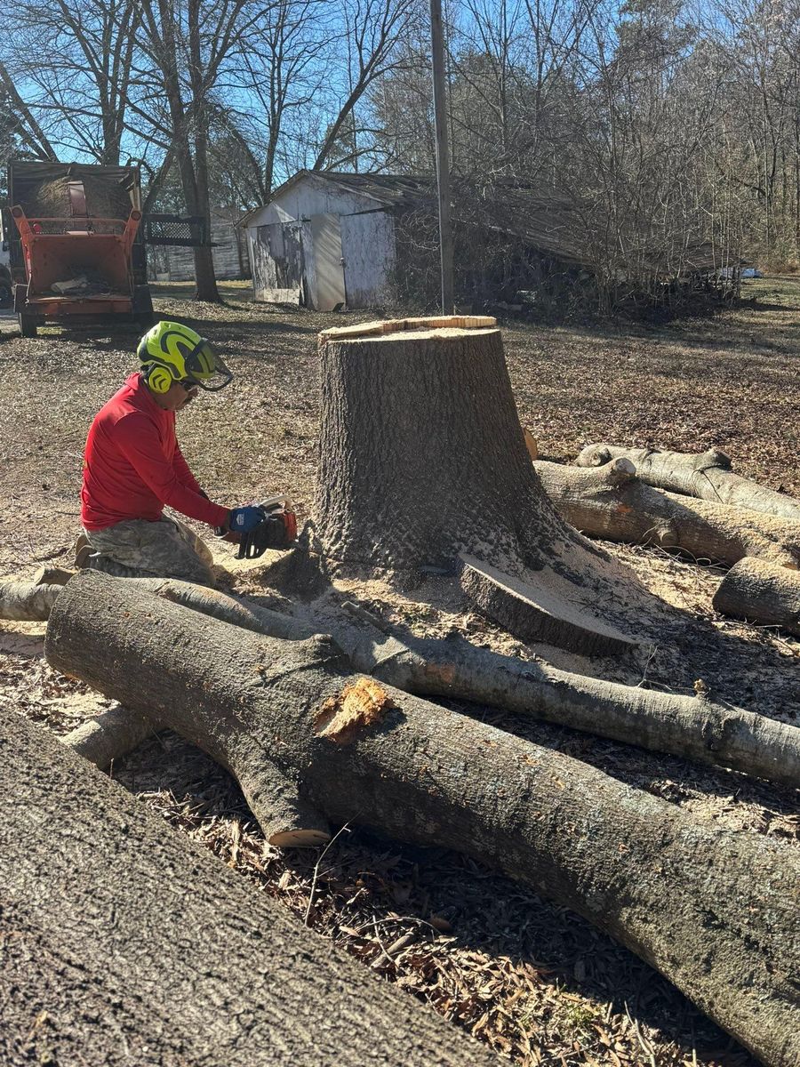 Tree Removal for Pedro's Tree Removal in Charlotte, NC