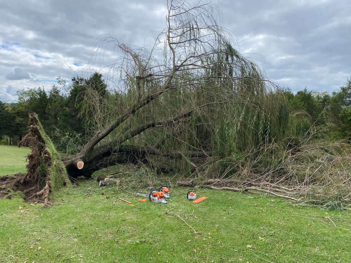 Tree Removal for Houtz Tree Service in Lexington, KY