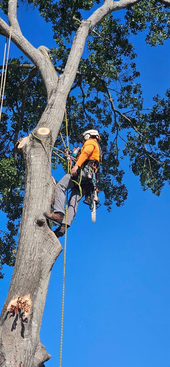 Tree Removal for Servin's Tree Care  in Houston, TX
