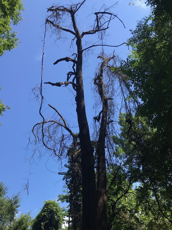 Tree Trimming for Reymundo's Tree Service in Brownsboro, TX