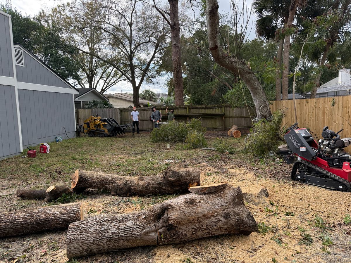 Tree Pruning for Amerigrown Tree And Lawn in Apopka, FL