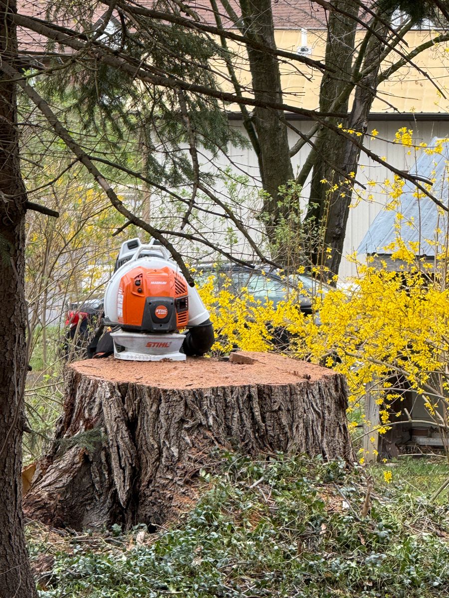 Tree Removal for Sterlings Tree Removal in Cobleskill, New York