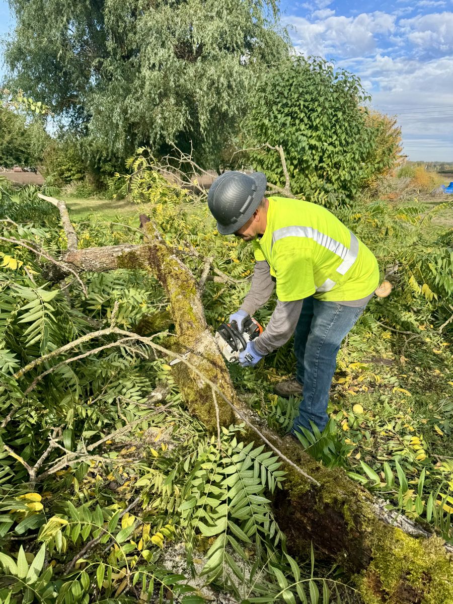 Lawn Renewal for Willamette Landscaping and Tree Services in Albany, OR