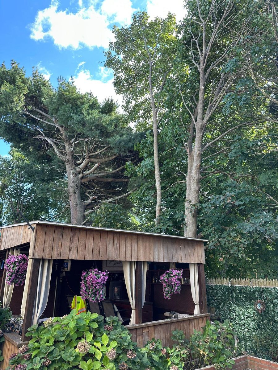 Tree Trimming for Silver City Tree and Landscape in Taunton, MA