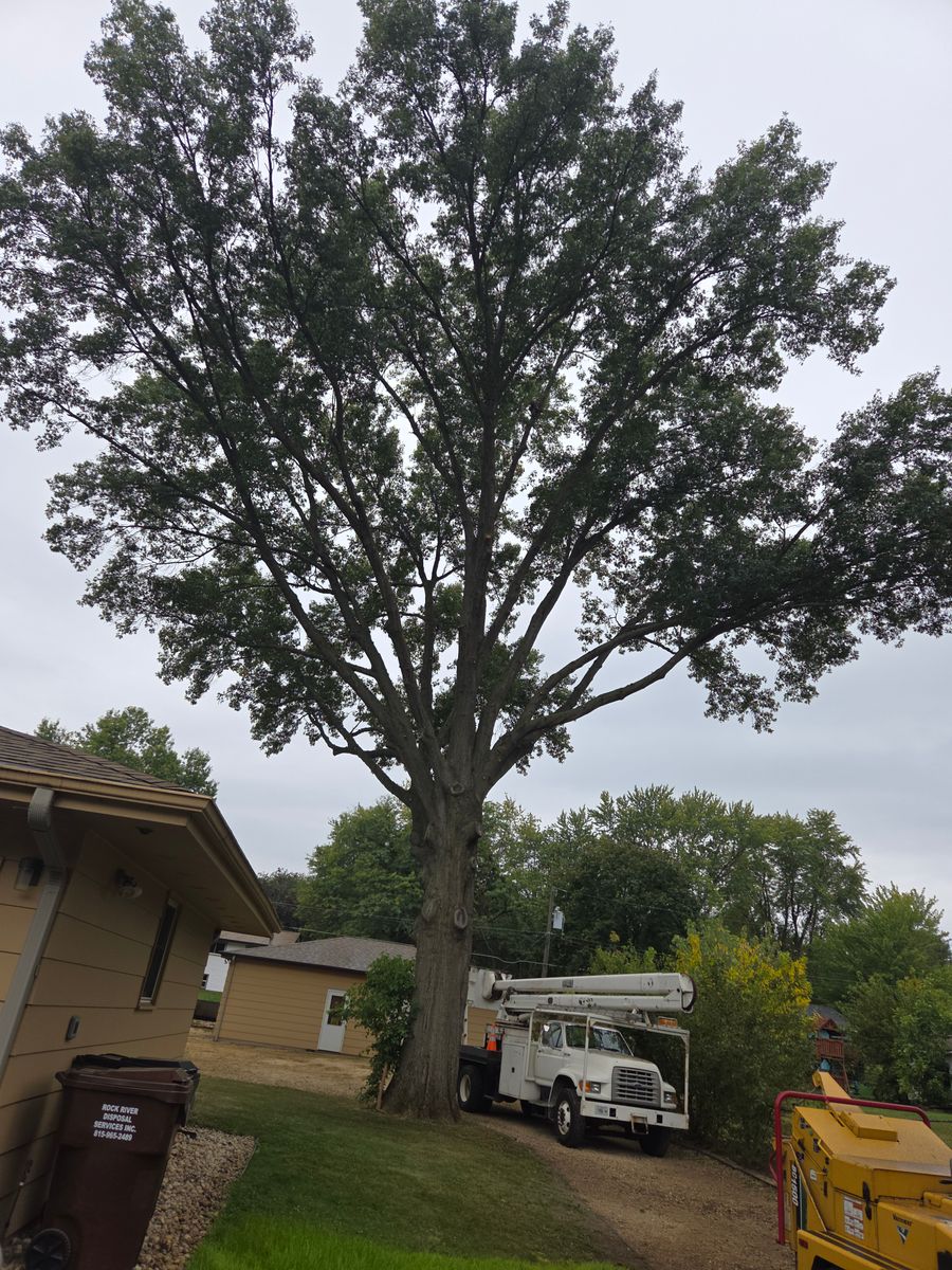 Storm Damage Cleanup for O&O Tree Service in Rockford, IL
