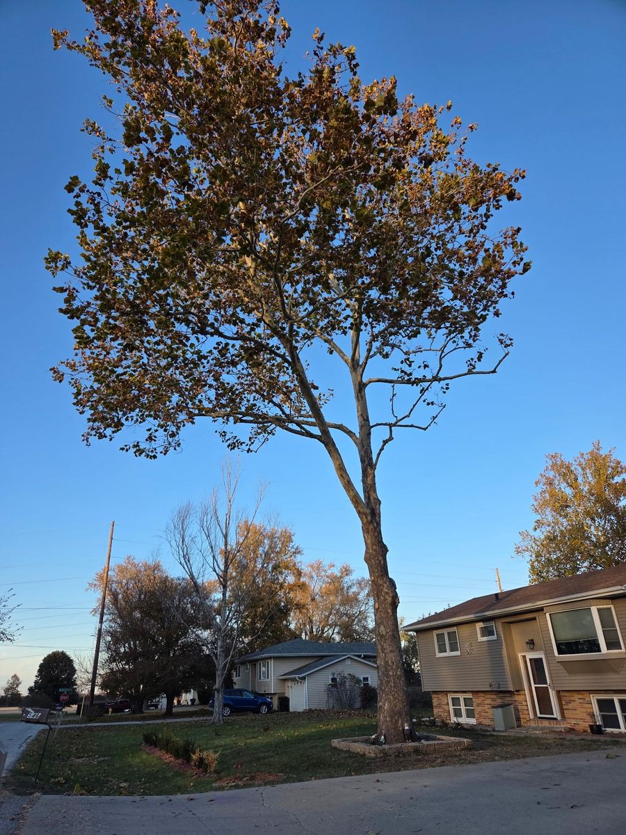 Tree Trimming for Lawn Ranger Yard And Tree Service LLC in Ottumwa, IA