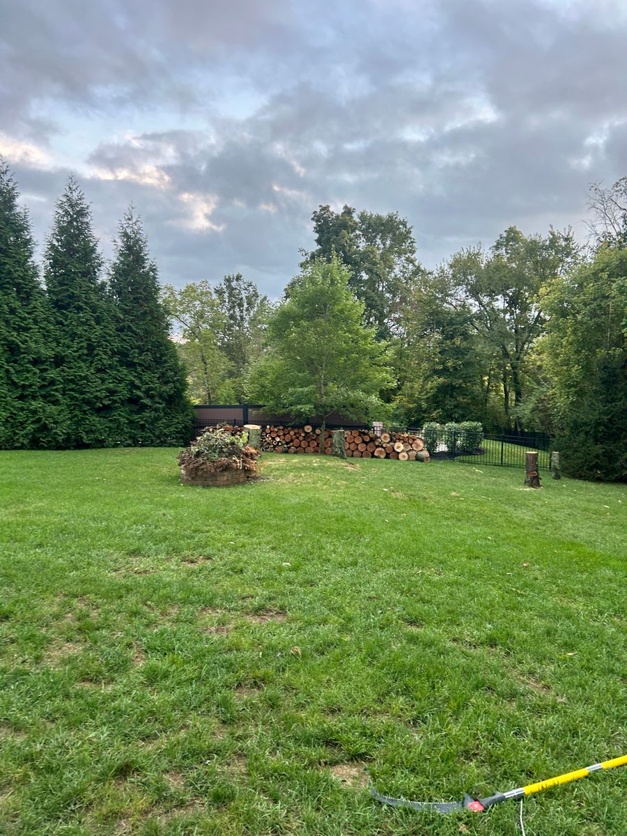 Tree Removal for Terra Steel Creations in Independence, KY