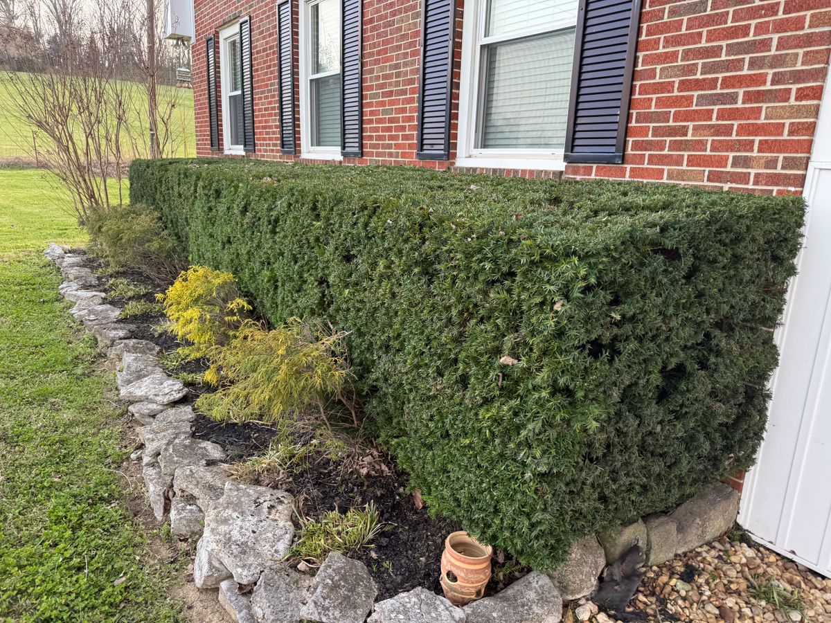 Shrub Care for Arnold’s Outdoor Solutions in Woodbury, TN