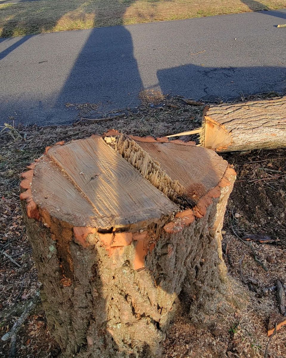 Stump Removal for Timber Arts Tree Service in Lindenwold, NJ 