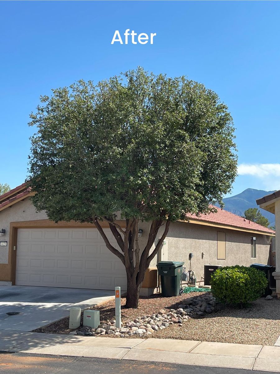 Commerical Landscaping for A to Z Grounds Keeping in Sierra Vista, AZ