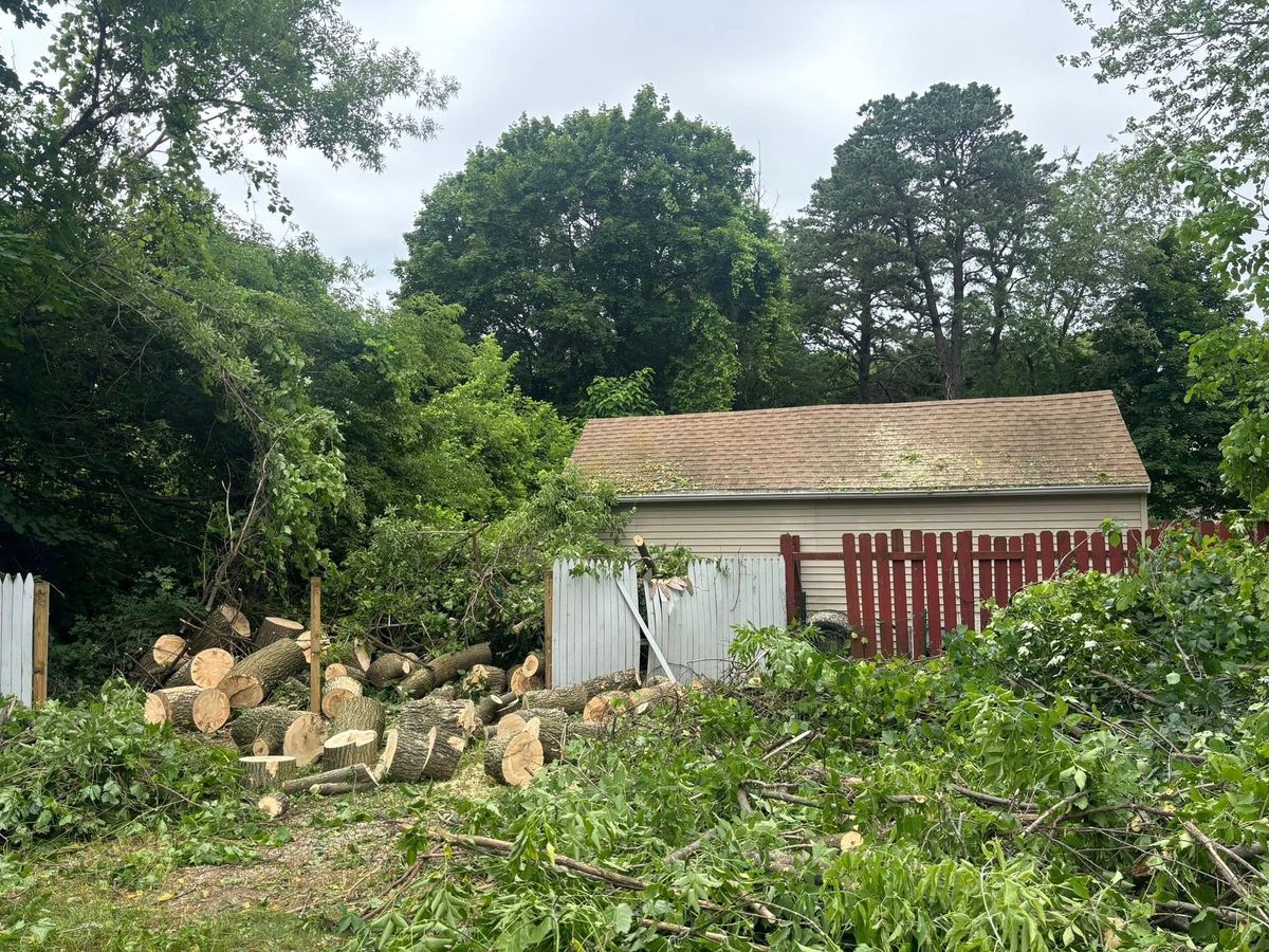 Tree Removal for T's Trees in Albany, NY