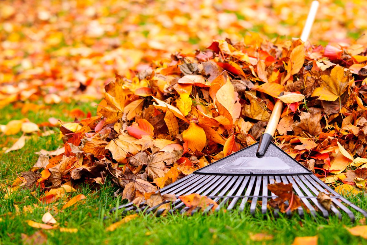Fall Clean Up for Amerigrown Tree And Lawn in Apopka, FL
