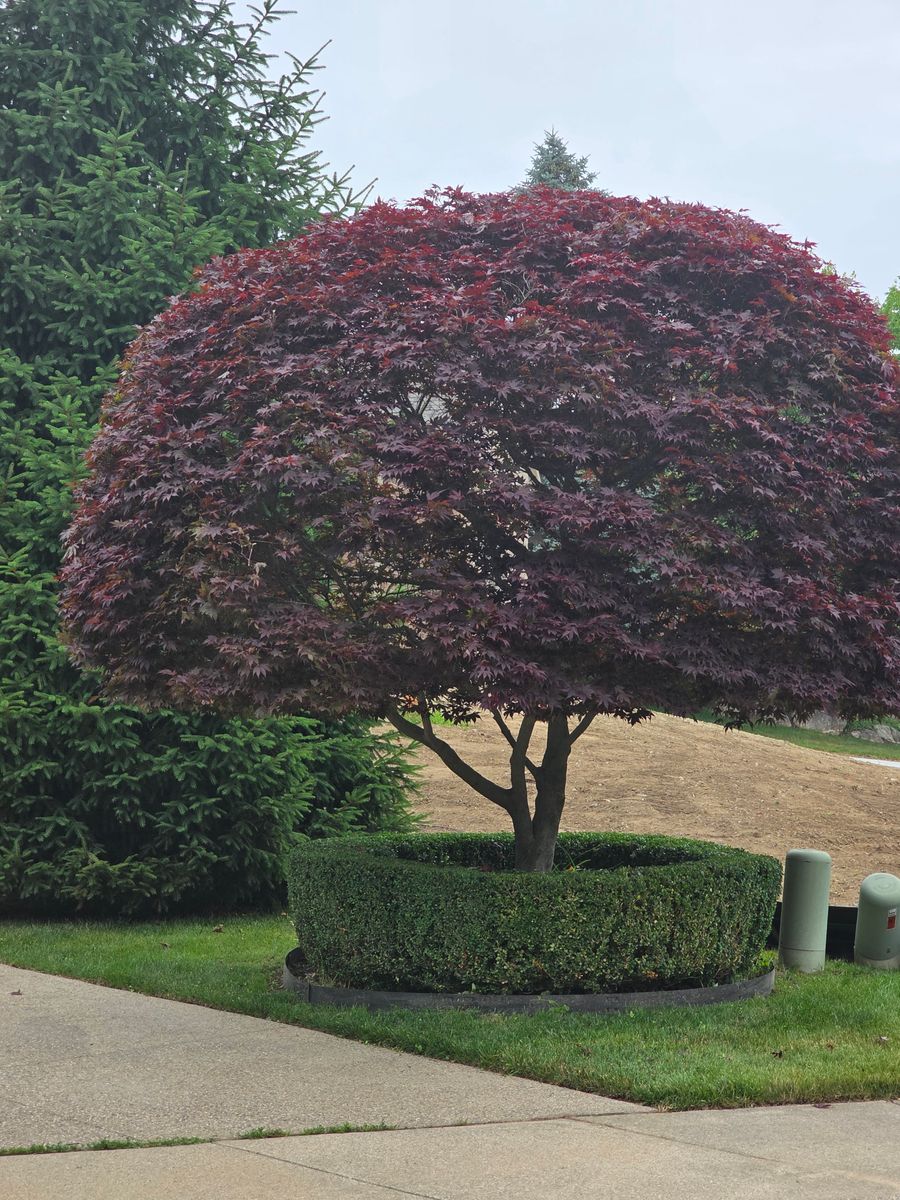Shrub Trimming for Ivy Lawn and Landscaping in Oxford, MI