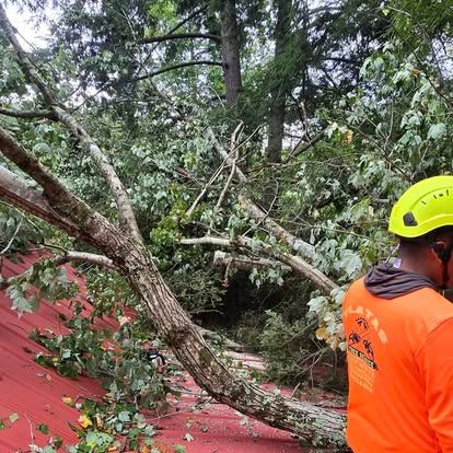 Tree Removal for Lopez Landscaping and Tree Service  in Waynesville, NC