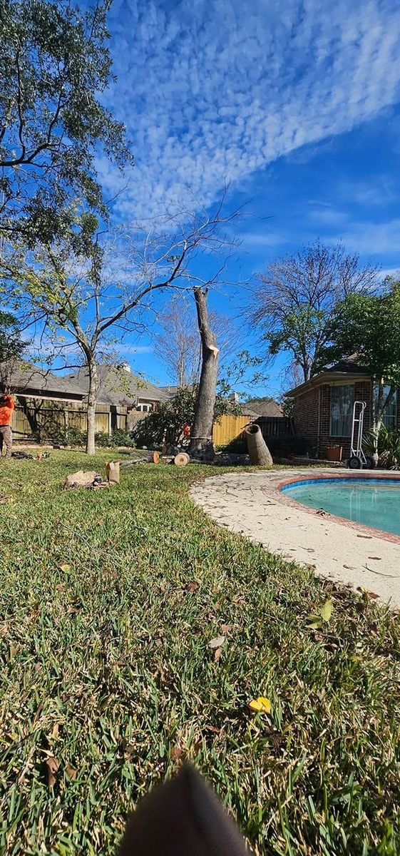 Fall Clean Up for Servin's Tree Care  in Houston, TX