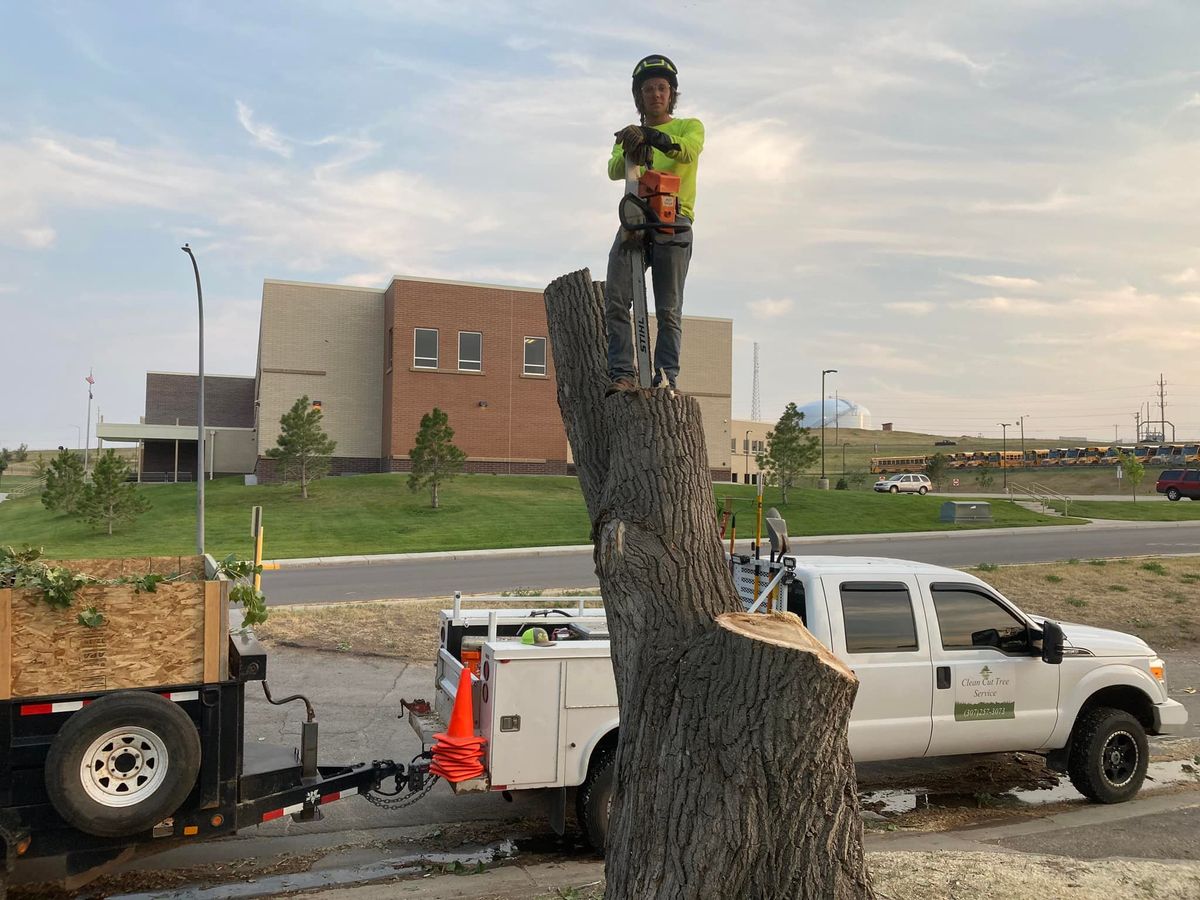 Tree Removal for Clean Cut Tree Service in Gillette, WY