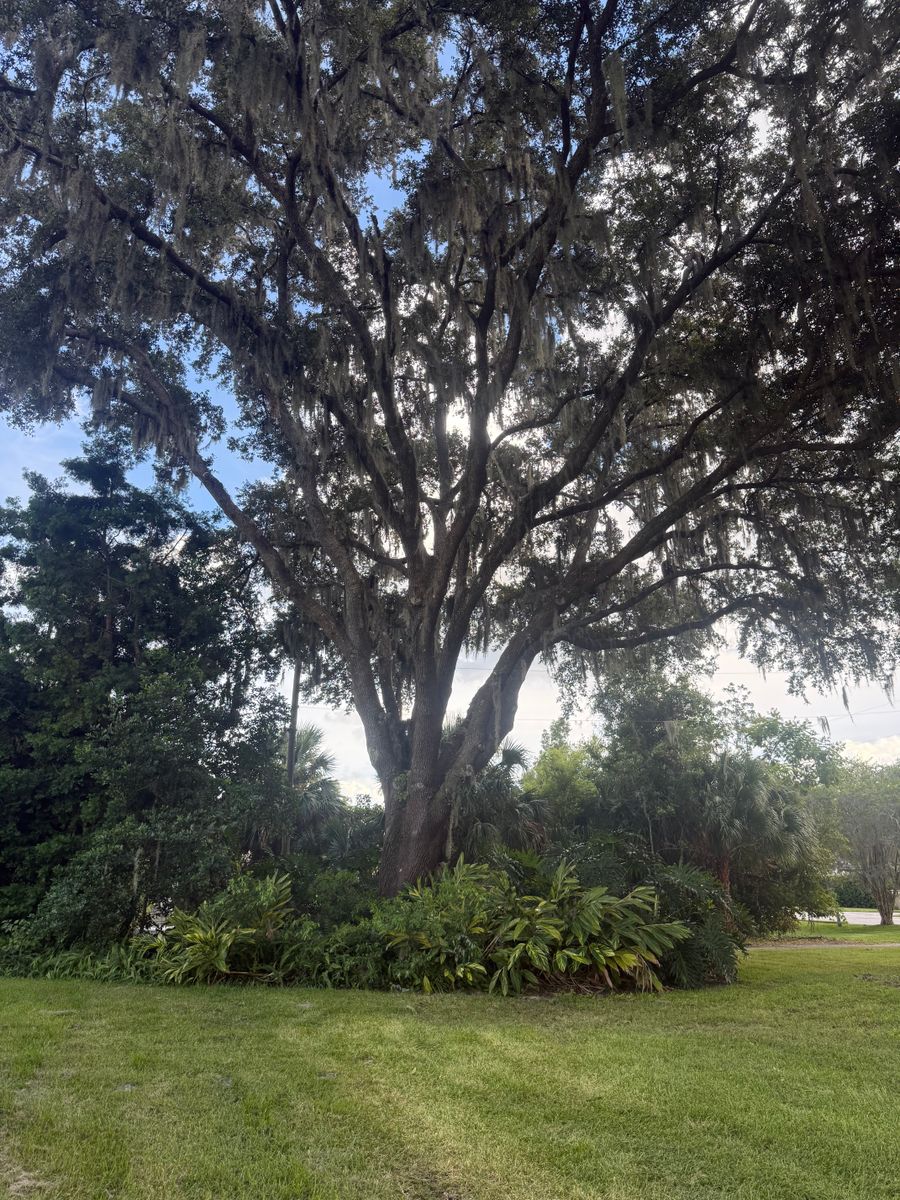 Tree Pruning for Amerigrown Tree And Lawn in Apopka, FL