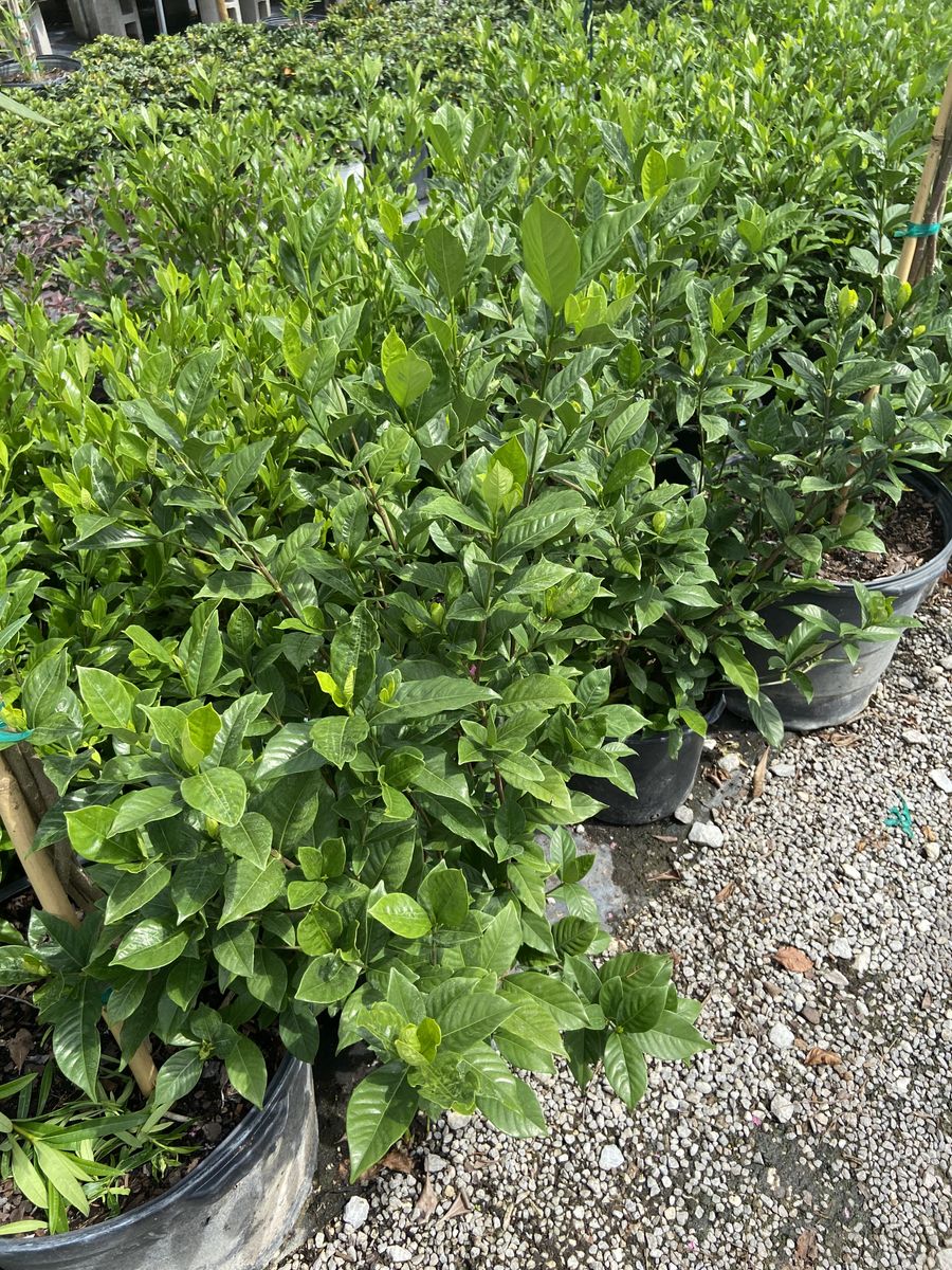 Landscape Installation for Atlas Land Design in Creekside Park, TX