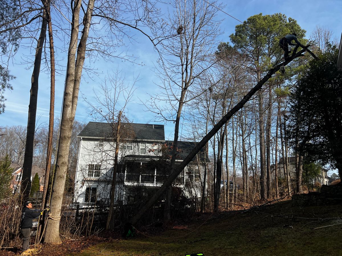 Tree Removal for DIAZ TREE in Stafford, VA